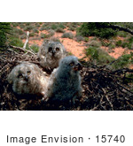 #15740 Picture Of Great Horned Owl Chicks In A Nest