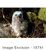 #15741 Picture Of A Great Horned Owl Chick By A Cactus