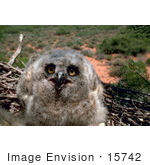 #15742 Picture Of A Great Horned Owl Chick At 3 Weeks Of Age