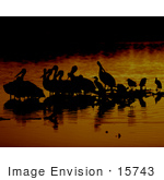#15743 Picture Of Pelicans Wading At Sunrise J N Ding Darling National Wildlife Refuge