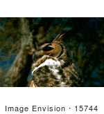 #15744 Picture Of A Great Horned Owl (Bubo Virginianus)