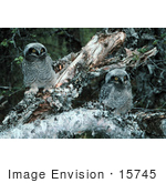 #15745 Picture Of Northern Hawk Owl Chicks (Surnia Ulula)
