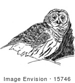 #15746 Picture Of An Owl Illustration