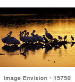 #15750 Picture Of Pelicans Wading At Sunrise J N Ding Darling National Wildlife Refuge