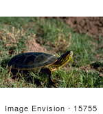 #15755 Picture Of A Western Painted Turtle (Chrysemys Picta)