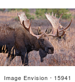 #15941 Picture Of A Moose In Tall Foliage Alaska