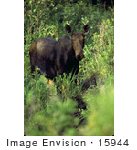 #15944 Picture Of A Lone Moose In Brush