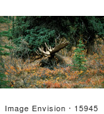 #15945 Picture Of A Resting Bull Moose (Alces Alces)