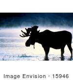 #15946 Picture Of A Moose In Water On A Foggy Morning