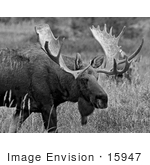 #15947 Picture Of A Moose In Tall Foliage Alaska