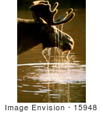 #15948 Picture Of A Moose With Water Dripping Off Its Face