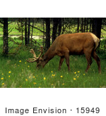 #15949 Picture Of An Elk Moose Grazing On Green Grasses