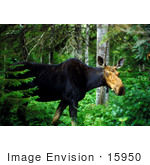 #15950 Picture Of A Moose In A Forest