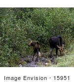 #15951 Picture Of Two Mooses (Alces Alces)