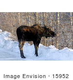 #15952 Picture Of A Moose By Bare Birch Trees In Winter