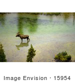 #15954 Picture Of A Moose Wading In A River In Alaska