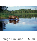 #15956 Picture Of A Moose In A Lake Alaska