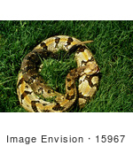 #15967 Picture Of A Canebreak Rattlesnake (Crotalus Horridus)