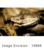 #15968 Picture Of A Copperhead Snake