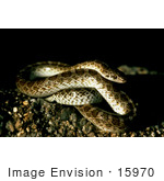 #15970 Picture Of A Glossy Snake (Arizona Elegans)