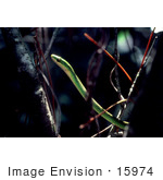 #15974 Picture Of A Royal Green Snake In A Tree