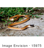#15975 Picture Of A Plains Black-Headed Snake (Tantilla Nigriceps)