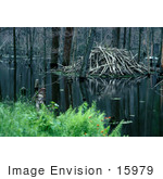 #15979 Picture Of A Beaver Lodge On Still Waters