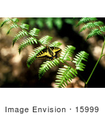#15999 Picture Of A Swallowtail Butterfly On A Fern