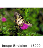 #16000 Picture Of A Yellow Swallowtail Butterfly And Bee On A Thistle Flower