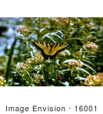 #16001 Picture Of A Tiger Swallowtail Butterfly (Papilio Glaucas)