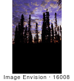 #16008 Picture Of Tall Trees In Silhouette At Sunset Innoko National Wildlife Refuge