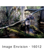 #16012 Picture Of A German Shorthaired Pointer Hunting Dog In A Swamp
