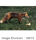 #16013 Picture Of A Red Fox (Vulpes Vulpes) And Prey