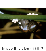 #16017 Picture Of An Apple Snail And Eggs