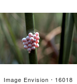 #16018 Picture Of Apple Snail Eggs On A Stick