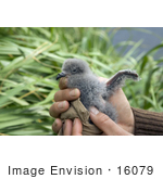 #16079 Picture Of A Hand Holding A Fork-Tailed Storm-Petrel Chick (Oeanodroma Furcata)