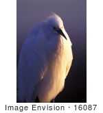#16087 Picture Of A Snowy Egret