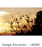 #16090 Picture Of Great Egrets (Casmerodius Albus) In A Tree At Sunset