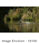 #16100 Picture Of A Mallard Duck (Anas Platyrhynchos) Taking Flight From A River