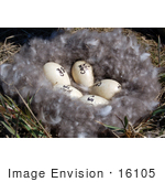 #16105 Picture Of Five Numbered Eggs In A Brent Goose Nest