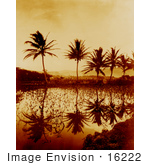 #16222 Picture Of Taro Plants And Palm Trees Reflecting In Water At Sunset Hawaii