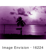#16224 Picture Of Palm Tree And Purple Sunset At Biscayne Bay Miami Florida
