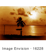 #16228 Picture Of A Palm Tree Silhouetted Against An Orange Sunset At Biscayne Bay