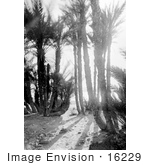 #16229 Picture Of A Man Sitting Under Palm Trees