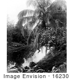 #16230 Picture Of A Palm Tree By A Pond Panama