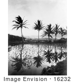 #16232 Picture Of Elephant Ear Plants And Palm Trees Reflecting In Water Hawaii