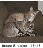 #16416 Picture Of Two Sleeping Savannah Kittens