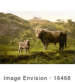 #16468 Photo Of Heelan Coos Longhorns Highland Cows Hairy Coos Shaggy Coos Kyloes