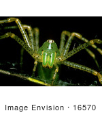 #16570 Picture Of A Green Lynx Spider