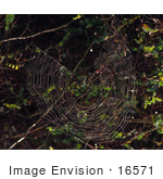 #16571 Picture Of A Spider Making A Web